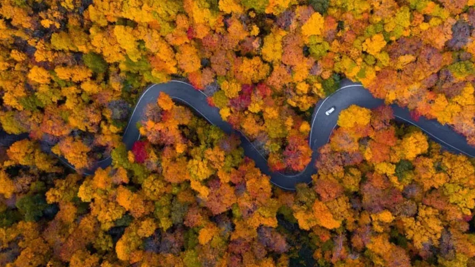 Capturing the Perfect Fall Photos